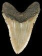 Bargain, Megalodon Tooth - North Carolina #48898-2